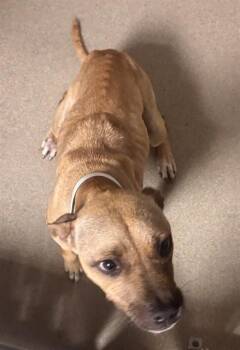 American Staffordshire Terrier Dogs Available for Adoption in Fort Lauderdale, Florida - TRISH | PetCurious