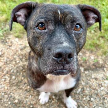 Safety Net -  Pit Bull Terrier Dog for Adoption in Pekin, Illinois - Safety Net | PetCurious