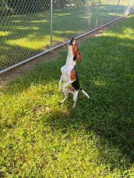 Gus -  Beagle and Mixed Breed Dog for Adoption in Hillsboro, Ohio - Gus | PetCurious