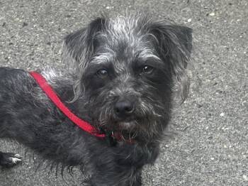 Peanut Butter -  Terrier Dog for Adoption in Portland, Oregon - Peanut Butter | PetCurious