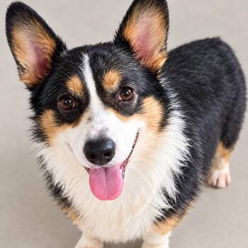 Lulu -  Pembroke Welsh Corgi Dog for Adoption in Brockport, New York - Lulu | PetCurious