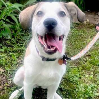 Milkshake -  Great Pyrenees and Terrier Dog for Adoption in Mooresville, Indiana - Milkshake | PetCurious