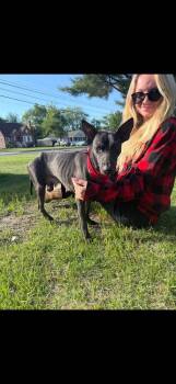 Rescue Mixed Breed Dogs for Adoption in Egg Harbor Township, New Jersey - Echo | PetCurious