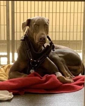 Doberman Pinscher Dogs Available for Adoption in Vancouver, Washington - Logos | PetCurious