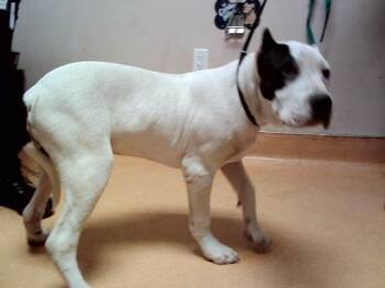TYCHO -  Pit Bull Terrier and Mixed Breed Dog for Adoption in Martinez, California - TYCHO | PetCurious