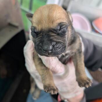 Magnus -  Mixed Breed Dog for Adoption in Dekalb, Illinois - Magnus | PetCurious