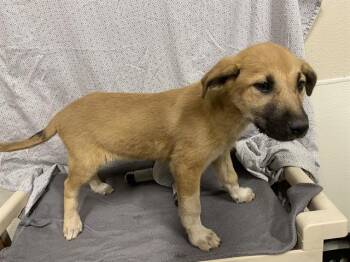 German Shepherd Dog and Mixed Breed Dogs Available for Adoption in Modesto, California - A610116 | PetCurious