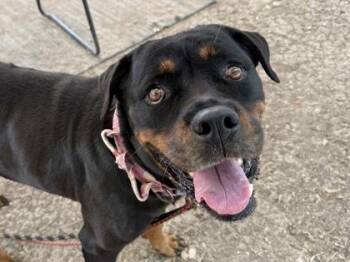 Kylie -  Mixed Breed Dog for Adoption in Georgetown, Texas - Kylie | PetCurious