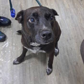 Mr. Bean -  Mixed Breed Dog for Adoption in Summerville, South Carolina - Mr. Bean | PetCurious