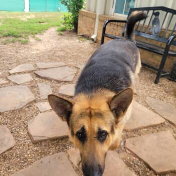 JellyRoll -  German Shepherd Dog Dog for Adoption in Duncan, Oklahoma - JellyRoll | PetCurious