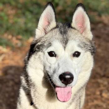 Husky Dogs Available for Adoption - Aurora | PetCurious