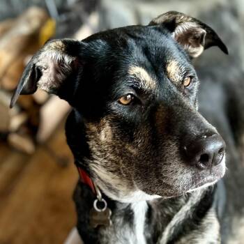 Rescue Labrador Retriever and Cattle Dog Dogs for Adoption in Burbank, California - Chip | PetCurious