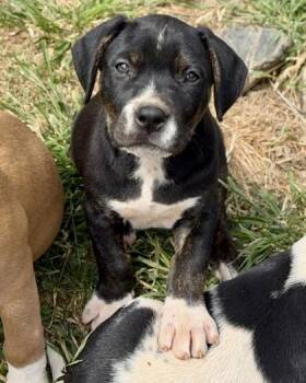 Pit Bull Terrier and Mixed Breed Dogs Available for Adoption in Malvern, Pennsylvania - Royal | PetCurious