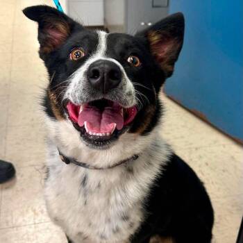 Maximus D12410 -  Border Collie Dog for Adoption - Maximus D12410 | PetCurious