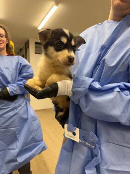 Husky and Mixed Breed Dogs Available for Adoption in Calgary, Alberta - Yote | PetCurious
