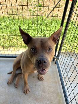 Cain -  Mixed Breed Dog for Adoption in Winnsboro, South Carolina - Cain | PetCurious
