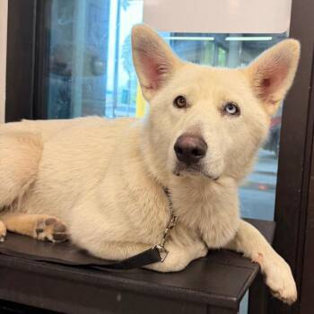 Azula -  Husky Dog for Adoption in Tampa, Florida - Azula | PetCurious