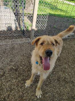 Irish Wolfhound Dogs Available for Adoption in Rockwell City, Iowa - Mongo | PetCurious