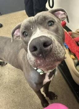 Ruckus -  Great Dane Dog for Adoption in Cleveland, Ohio - Ruckus | PetCurious