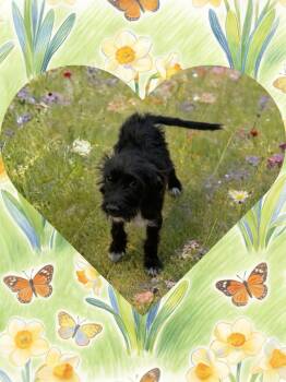 Scottish Terrier and Schnauzer Dogs Available for Adoption in Chandler, Arizona - FERN | PetCurious