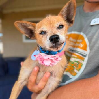 Teresa Beetle -  Chihuahua Dog for Adoption in Ramona, California - Teresa Beetle | PetCurious