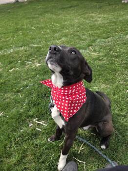 Cattle Dog and Pit Bull Terrier Dogs Available for Adoption - Boots | PetCurious