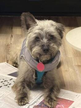 Terrier Dogs Available for Adoption - Squirrel | PetCurious