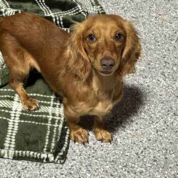 Sandy 8.2 lbs -  Miniature Dachshund Dog for Adoption in Antwerp, Ohio - Sandy 8.2 Lbs | PetCurious