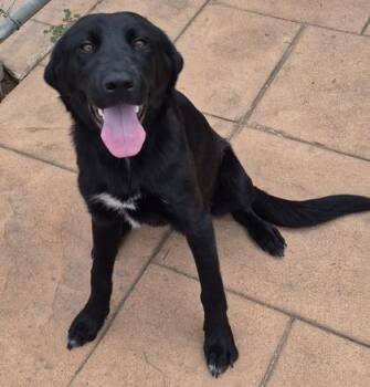 Fergie -  Labrador Retriever and Mixed Breed Dog for Adoption in Shreveport, Louisiana - Fergie | PetCurious
