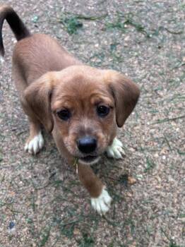 Lime -  Beagle Dog for Adoption - Lime | PetCurious