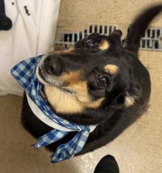 Kuma (FKA Trent) -  Shepherd and Mixed Breed Dog for Adoption in East Brookfield, Massachusetts - Kuma (FKA Trent) | PetCurious