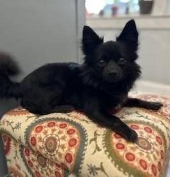 Rescue Chihuahua Dogs for Adoption in Closter, New Jersey - Licorice | PetCurious