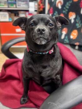 Chihuahua and Mixed Breed Dogs Available for Adoption - Raven | PetCurious