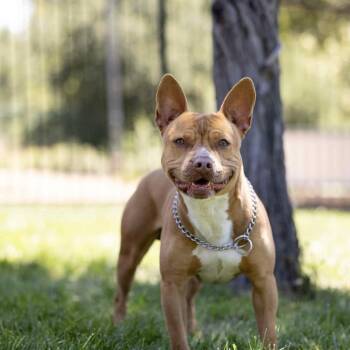 Cash - ECAS -  Pit Bull Terrier and Mixed Breed Dog for Adoption in Pleasanton, California - Cash - ECAS | PetCurious