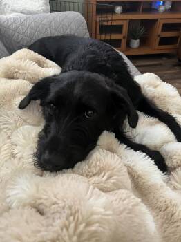 Labrador Retriever and Labradoodle Dogs Available for Adoption in Aurora, Indiana - Bow Wow Bunch : Mac | PetCurious