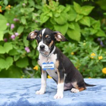 Chopper -  Terrier Dog for Adoption in Wake Forest, North Carolina - Chopper | PetCurious