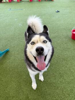 Knight -  Husky Dog for Adoption in Hays, Kansas - Knight | PetCurious