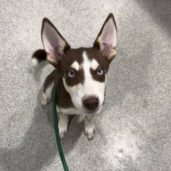 Emerald -  Husky and Mixed Breed Dog for Adoption in Tampa, Florida - Emerald | PetCurious