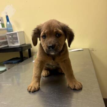 Gin -  German Shepherd Dog Dog for Adoption in Myrtle Beach, South Carolina - Gin | PetCurious