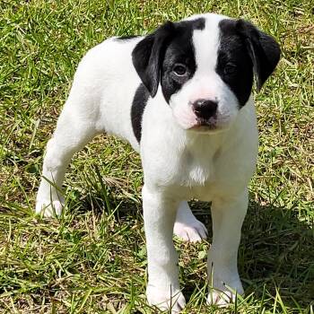 Mixed Breed Dogs Available for Adoption in Marion, Mississippi - Estelle  | PetCurious