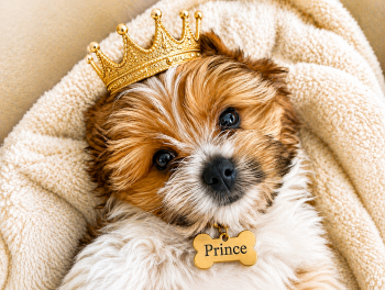 Yorkshire Terrier Dogs Available for Sale in Concord, California - Prince  | PetCurious