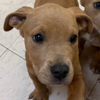 Rescue Pit Bull Terrier Dogs for Adoption in Jacksonville, Arkansas - Will | PetCurious