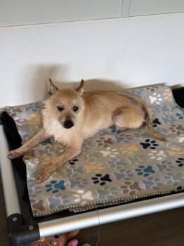 Reggie -  Terrier Dog for Adoption in Winter Garden, Florida - Reggie | PetCurious