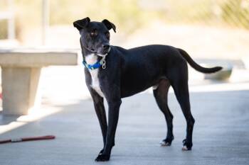 Rescue Patterdale Terrier Fell Terrier Dogs for Adoption in Twentynine Palms, California - Rick | PetCurious