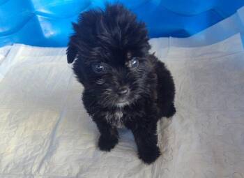 Maria (TX) -  Shih Tzu Dog for Adoption in New York, New York - Maria (TX) | PetCurious