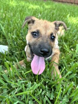 Punkin -  Terrier Dog for Adoption in The Woodlands, Texas - Punkin | PetCurious