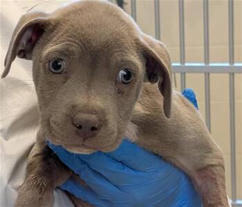 Pit Bull Terrier and Mixed Breed Dogs Available for Adoption in Pueblo, Colorado - ARCHER | PetCurious