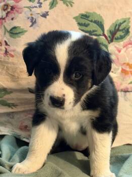 Dakota - Wardell pups -  Labrador Retriever and Border Collie Dog for Adoption in Horn Lake, Mississippi - Dakota - Wardell Pups | PetCurious