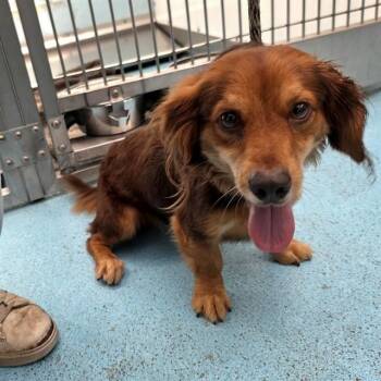 PERCY -  Dachshund Dog for Adoption in Long Beach, California - PERCY | PetCurious