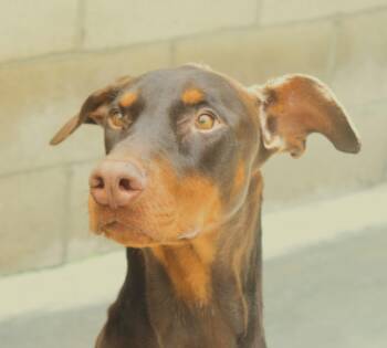 Rescue Doberman Pinscher Dogs for Adoption in Ventura, California - Roger | PetCurious
